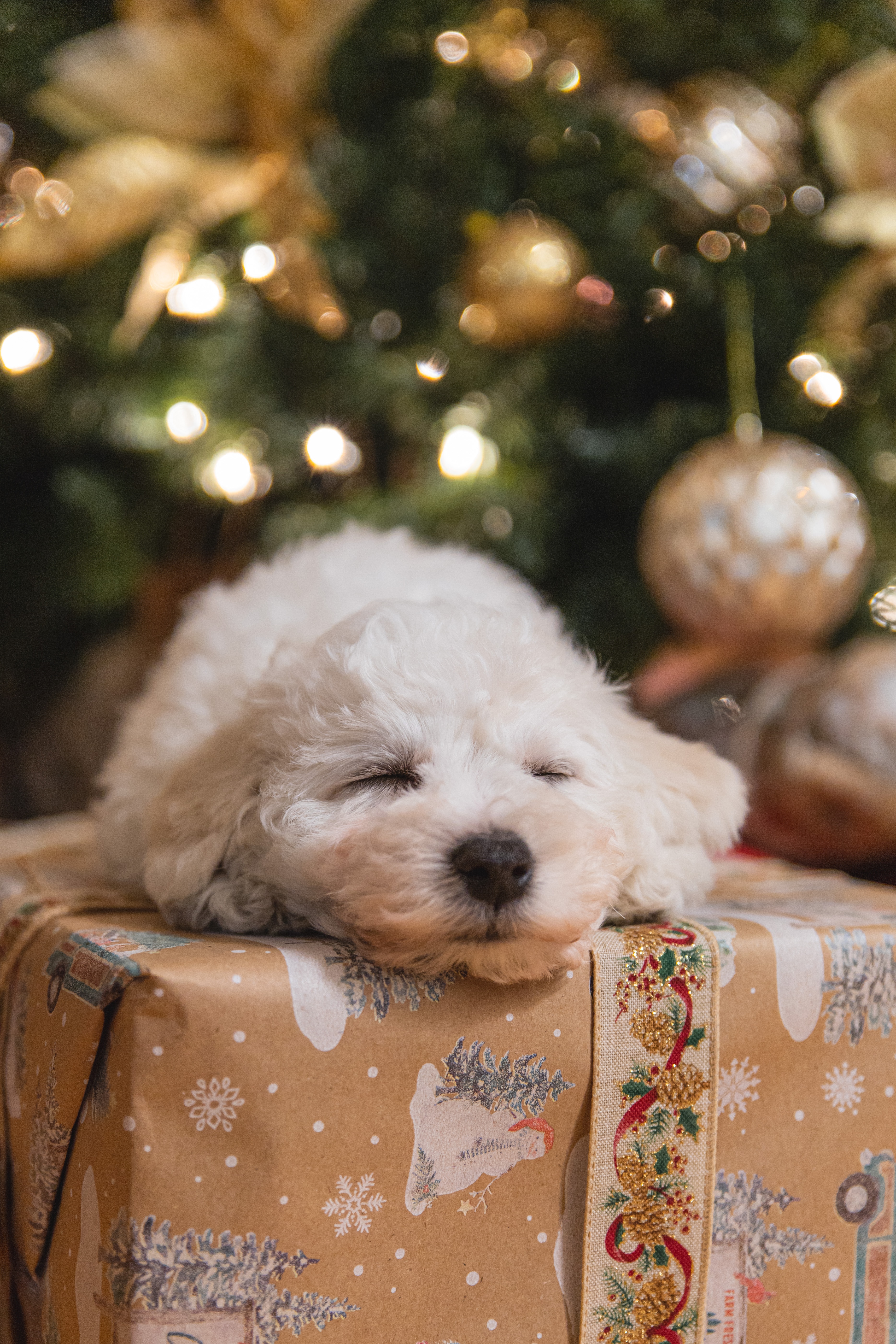 Bichon sales frise golden